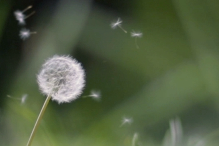 ORNAMIN-berUns-Nachhaltigkeit-Pusteblume 768x512px